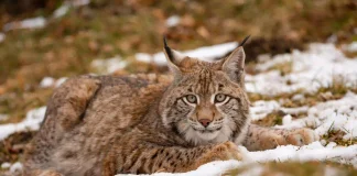 beautiful and endangered eurasian lynx in the nature habitat lynx lynx scaled